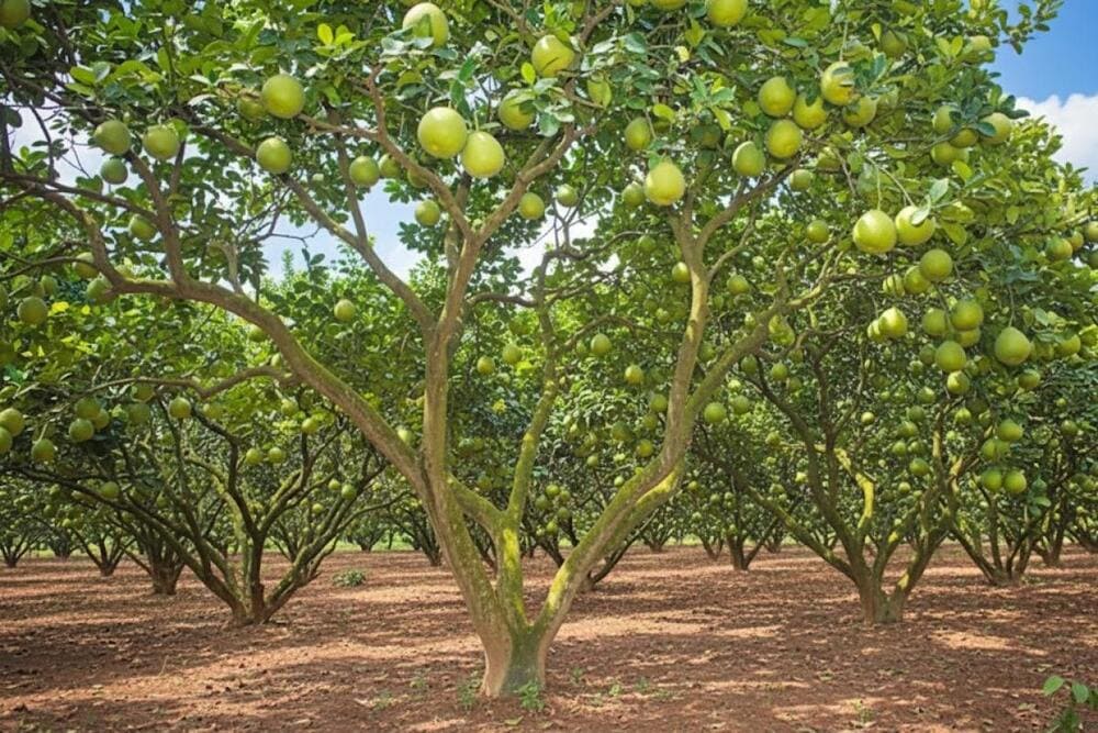 Bưởi căng mọng, ngọt thanh, được xem là “đặc sản vàng” không thể bỏ lỡ khi đến Đồng Nai.